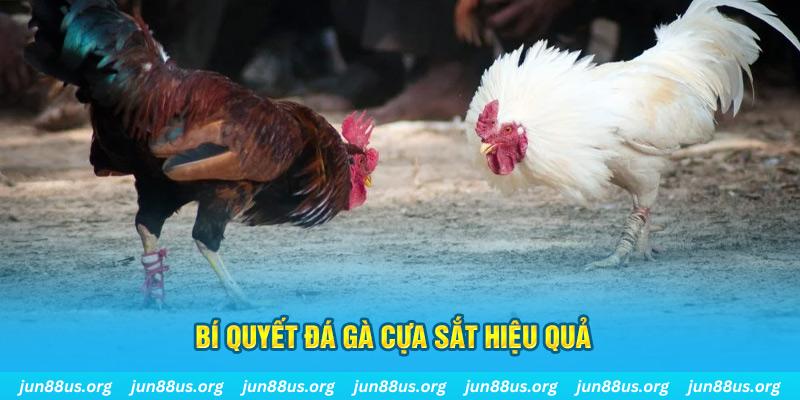hotlive đá gà cựa dao