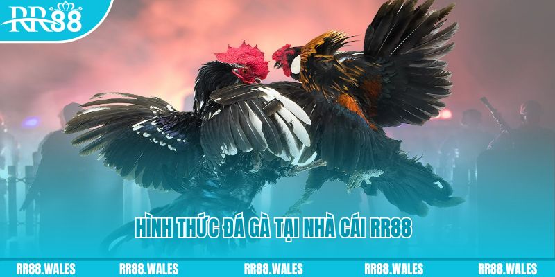 hotlive xin 1 slot là gì