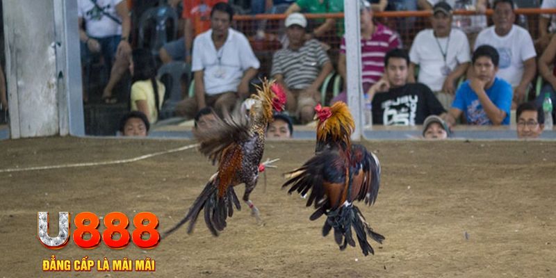 hotlive đăng nhập mậu binh online