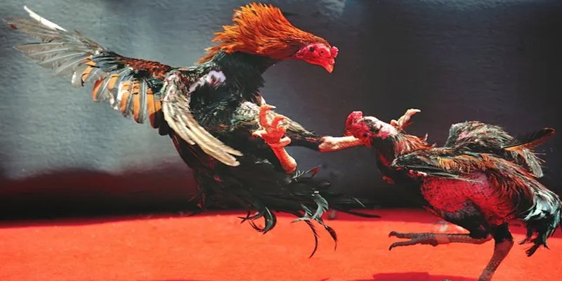 hotlive BG Bắn cá