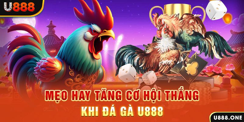 hotlive trực tiếp gà chọi c1